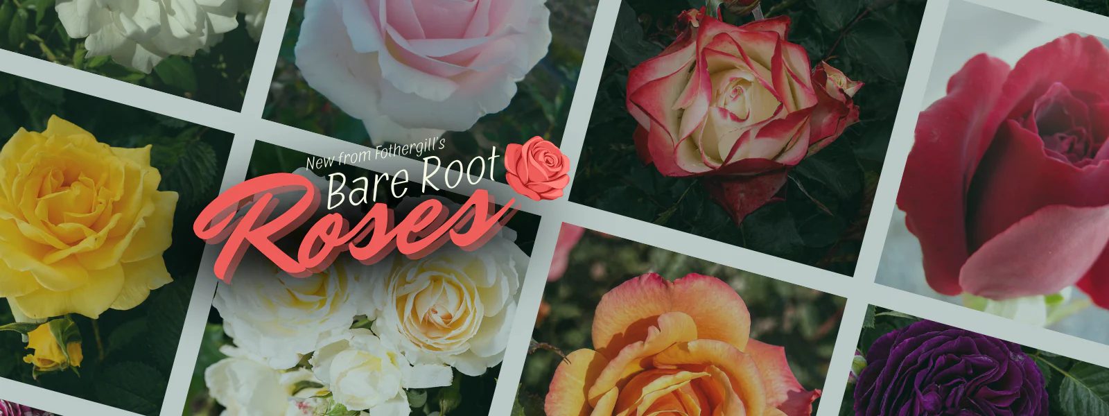 Grow Your Dream Garden Today